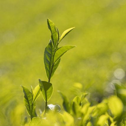 緑茶